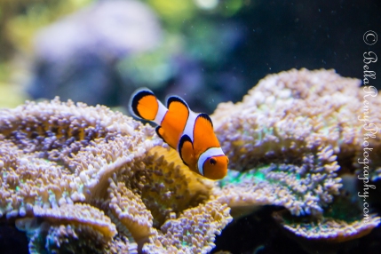 Percula Clownfish "Nemo"