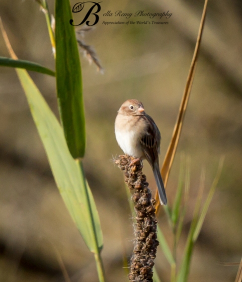 Start with a little birding. Field Sparrow