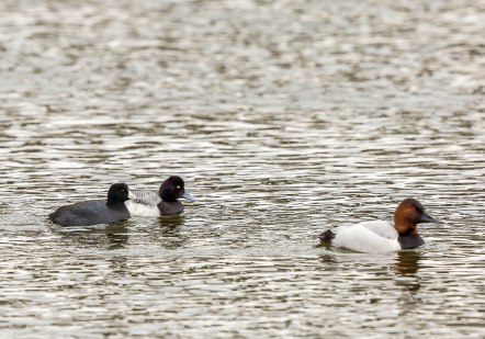 American Coot, Lesser Scaup, Canvasback Duck